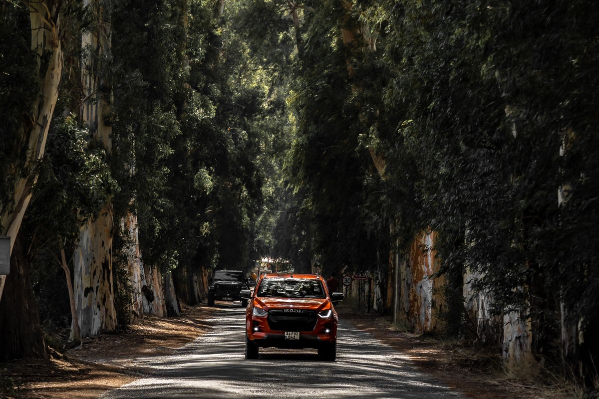 A pickup truck driving down a road under tall eucalyptus trees